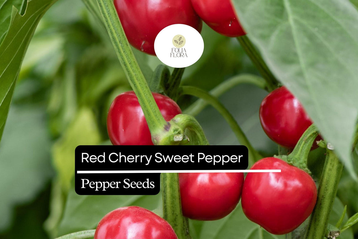 Sweet Red Cherry Pepper Seeds – Heirloom, Non-GMO, Small, Round, Capsicum annuum, 25 Seeds