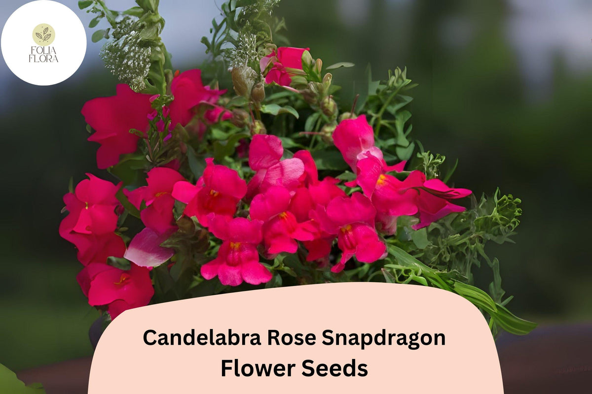 Candelabra Rose Snapdragon Seeds (Antirrhinum majus) | 1000+ Seeds | Rose-Pink Blooms for Gardens & Borders