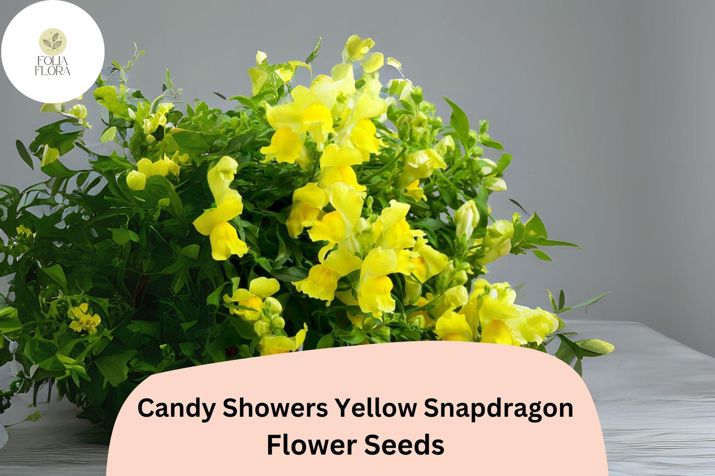 Candy Showers Yellow Snapdragon Seeds | Cascading Blooms | Antirrhinum majus | Pollinator-Friendly, Trailing, Bright Golden Yellow
