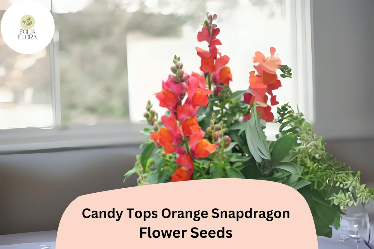 Candy Tops Orange Snapdragon Seeds | Dwarf Annual Antirrhinum majus for Borders, Containers, Pollinator-Friendly Bright Orange