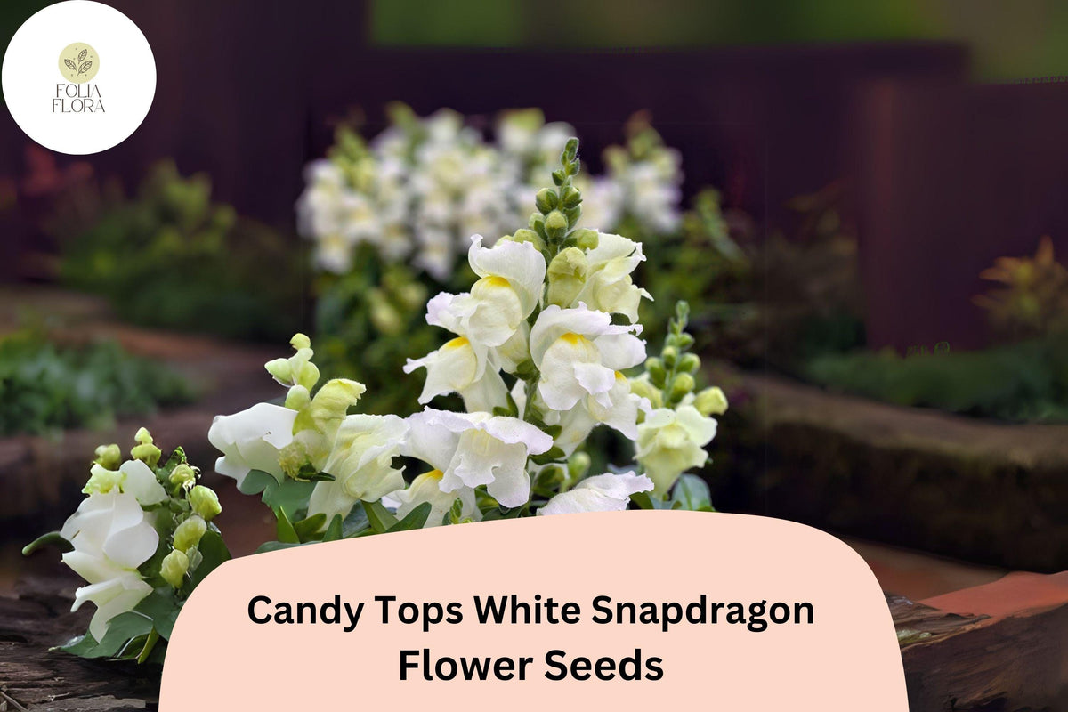 Candy Tops White Snapdragon Seeds | Compact Antirrhinum majus for Gardens & Containers | Pollinator-Friendly, Early Blooming
