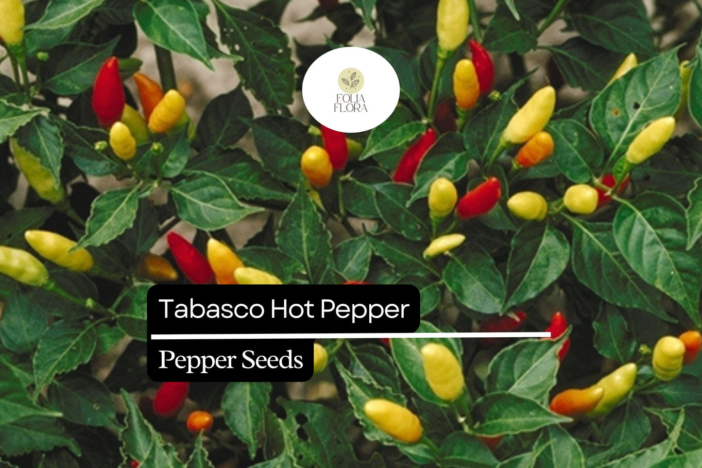 Tabasco Pepper Seeds – Heirloom, Spicy & Tangy, High-Yielding, Non-GMO – Capsicum frutescens for Hot Sauce & Salsas