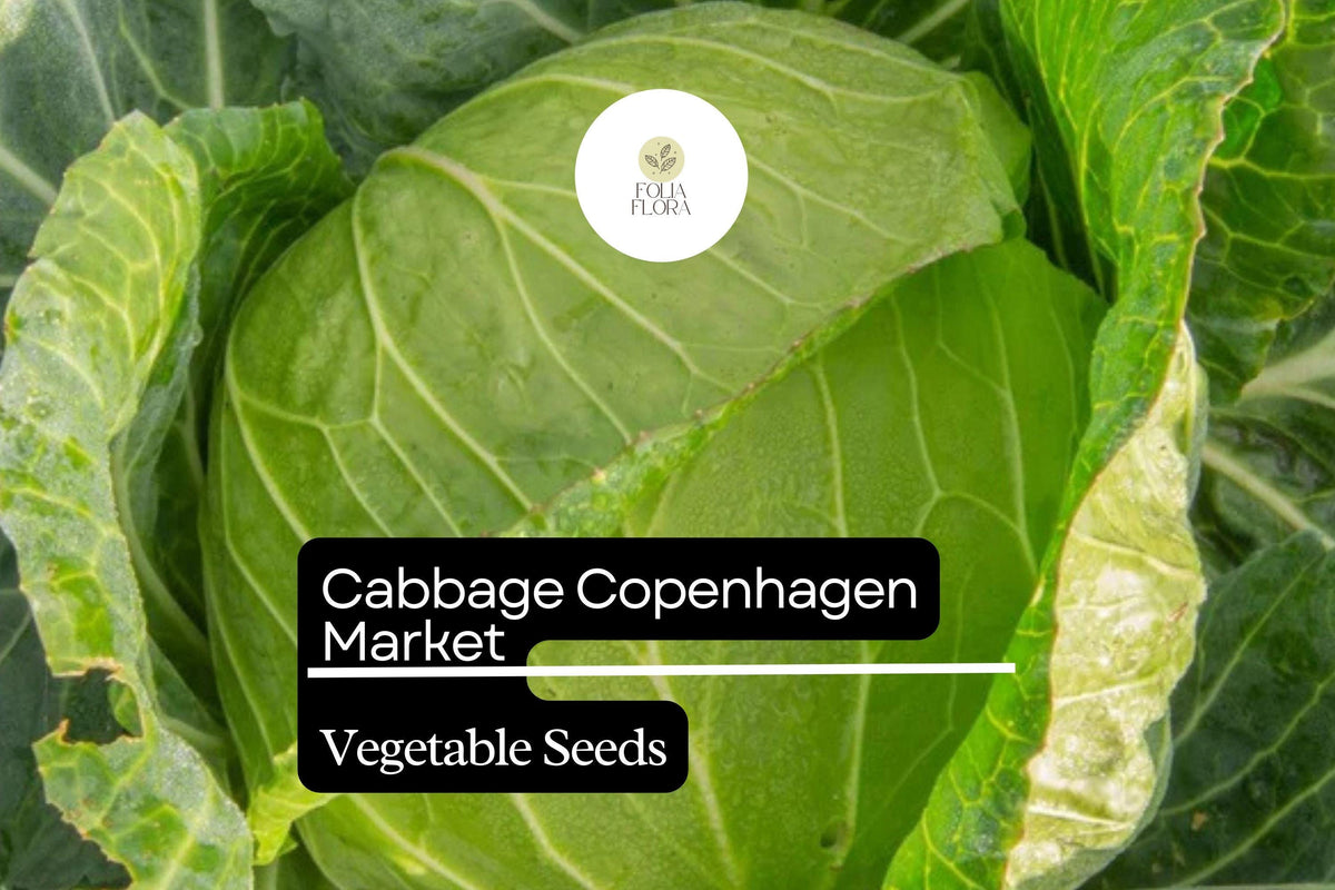 Copenhagen Market Cabbage Seeds – Heirloom, Early-Maturing, Compact, Sweet Brassica oleracea