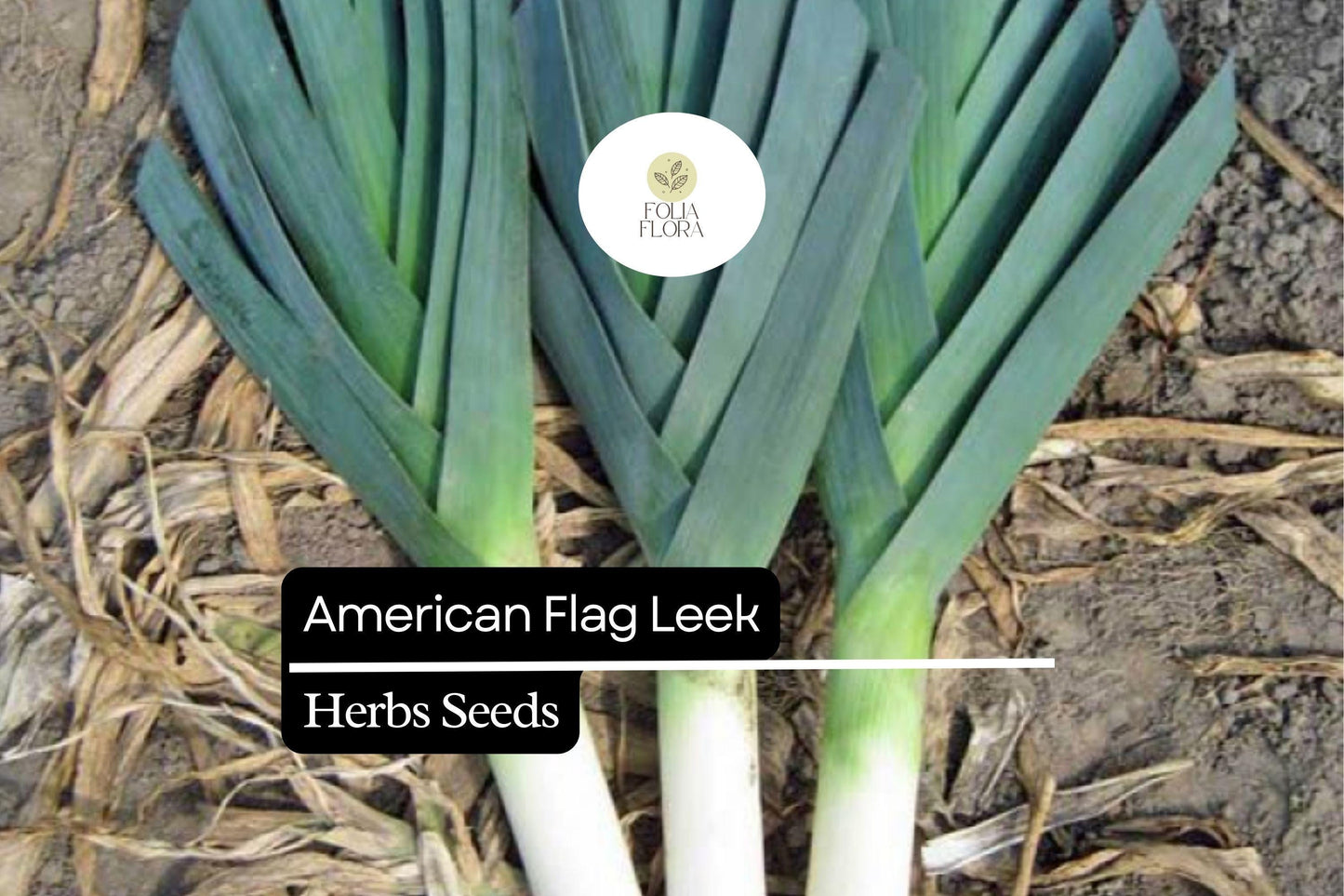 Heirloom American Flag Leek Seeds – Allium ampeloprasum – Long White Stems, Cold-Hardy, Gourmet Cooking, High-Yield, 200 Seeds