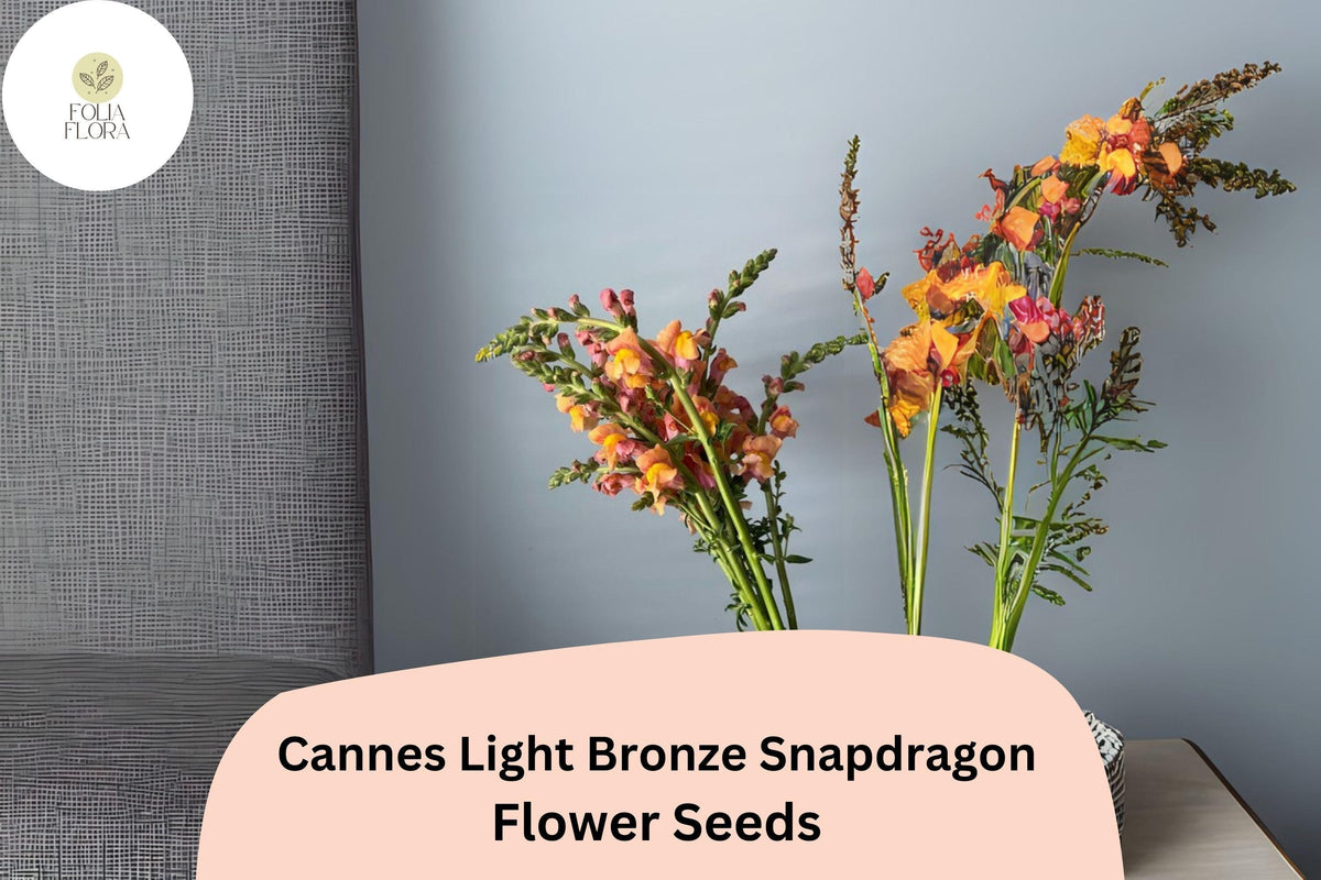 Cannes Light Bronze Snapdragon Seeds | 1000+ Tall Antirrhinum majus for Gardens, Borders & Containers, Pollinator-Friendly