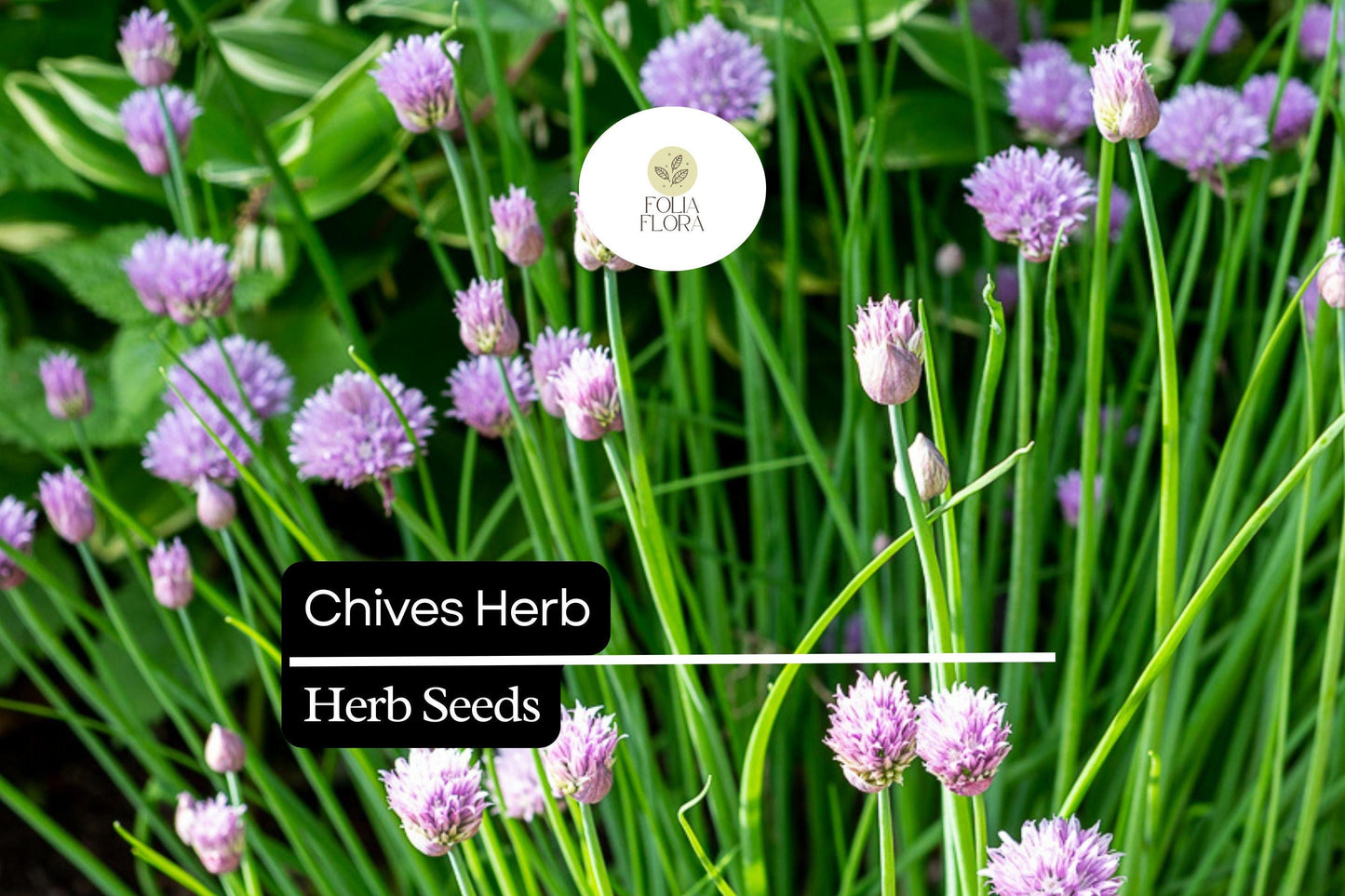 Heirloom Chive Seeds – Perennial Herb with Purple Flowers, Mild Onion Flavor, Allium schoenoprasum, Drought-Tolerant, Pollinator-Friendly