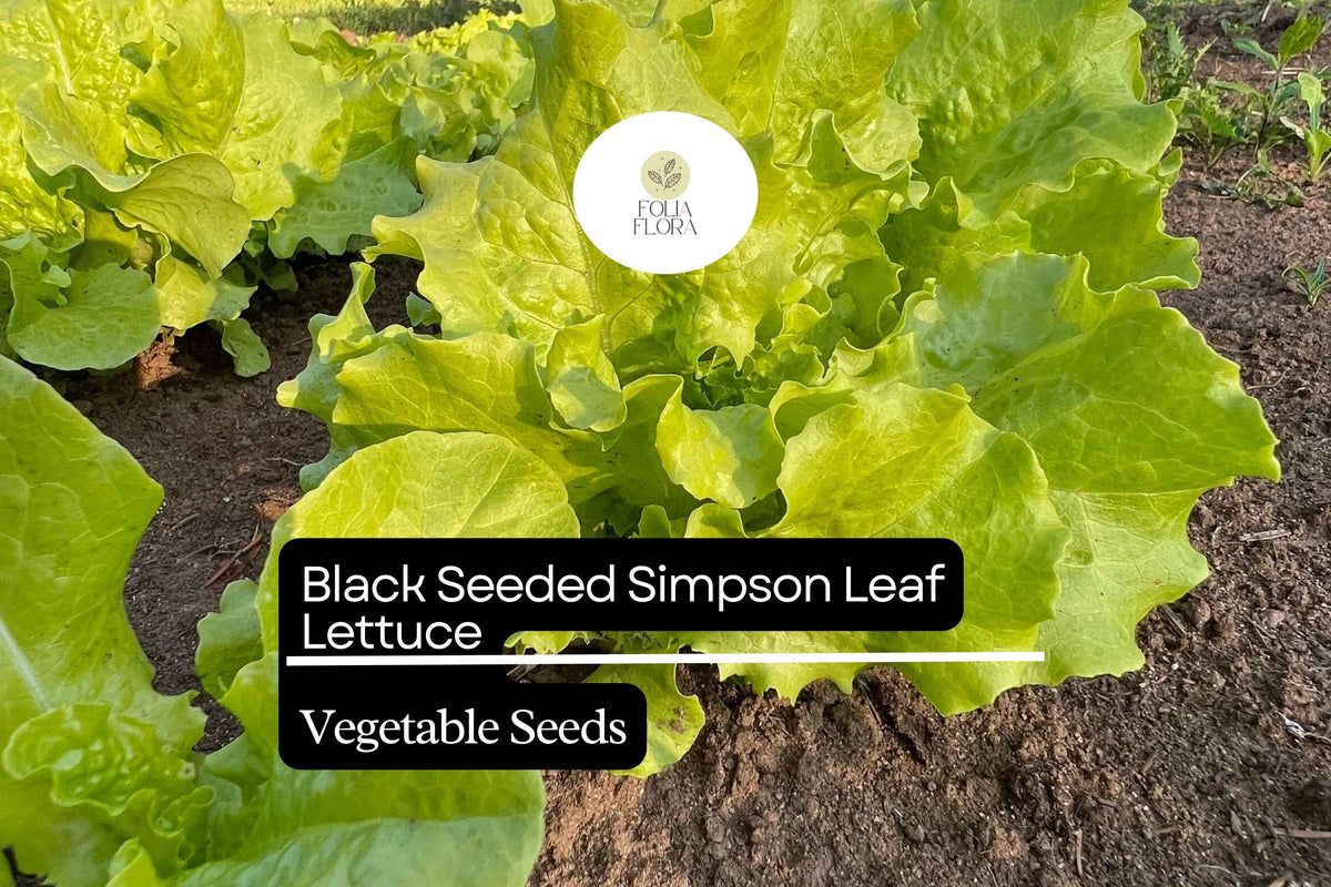 Black Seeded Simpson Lettuce Seeds – Heirloom, Fast-Growing, Tender & Crisp – Lactuca sativa, Salad Greens, Container Gardening