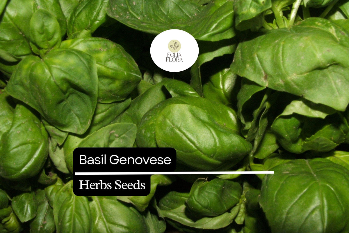 200 Genovese Basil Seeds – Heirloom Aromatic Culinary Herb – Ocimum basilicum, Easy to Grow, Pollinator-Friendly Seed Pack