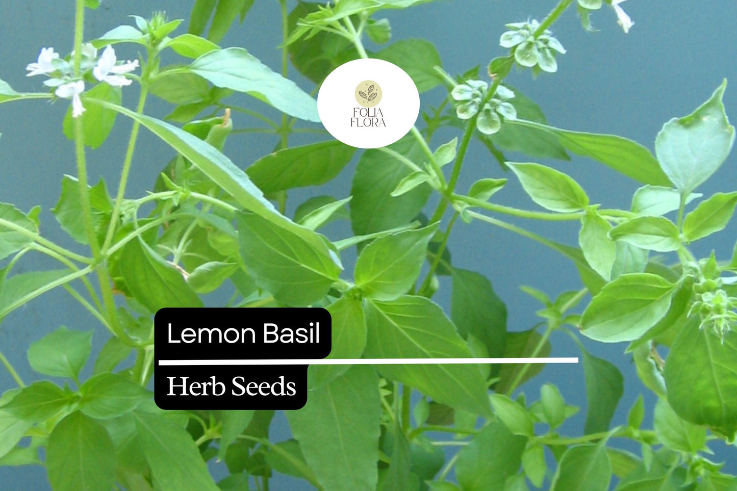 Lemon Basil Seeds – Heirloom Herb, Culinary & Tea Variety, Ocimum basilicum var. citriodorum
