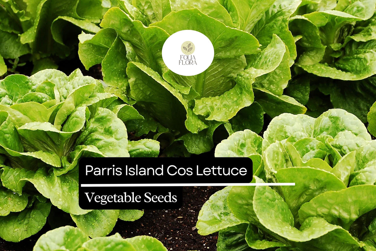 Parris Island Cos Lettuce Seeds – Heirloom Romaine, Heat Tolerant, Slow-Bolting, Crisp Green Heads, Lactuca sativa