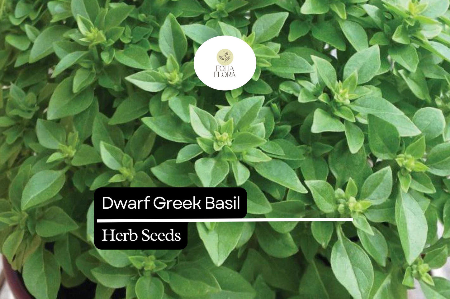 Dwarf Greek Basil Seeds - Fragrant Heirloom Ocimum Basilicum for Container & Herb Gardens