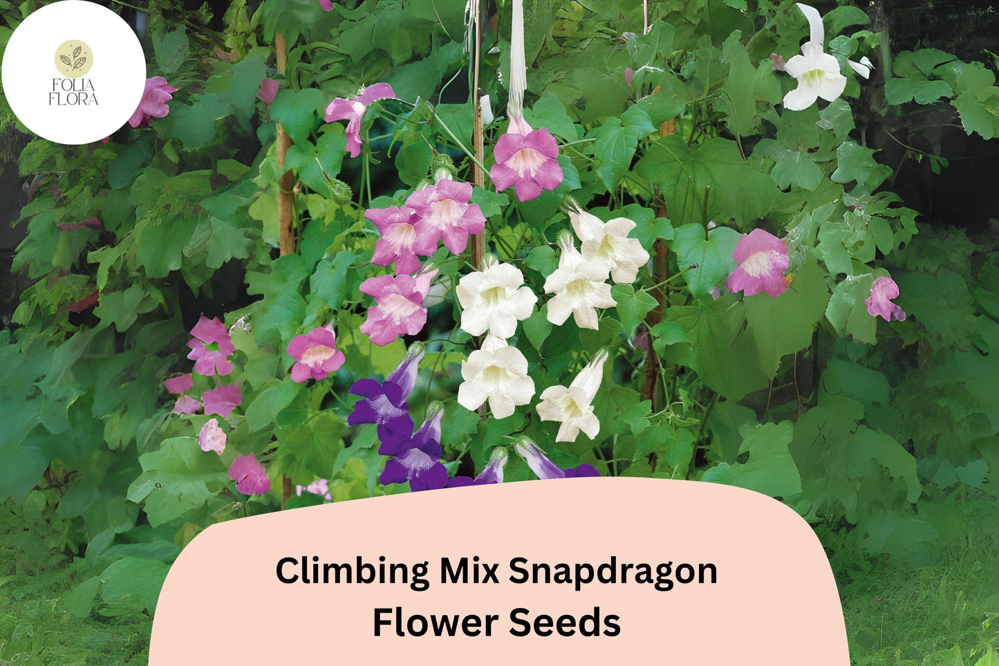 Climbing Snapdragon Seeds | Vining Antirrhinum majus Mix for Vertical Gardens & Fences | 1000+ Seeds