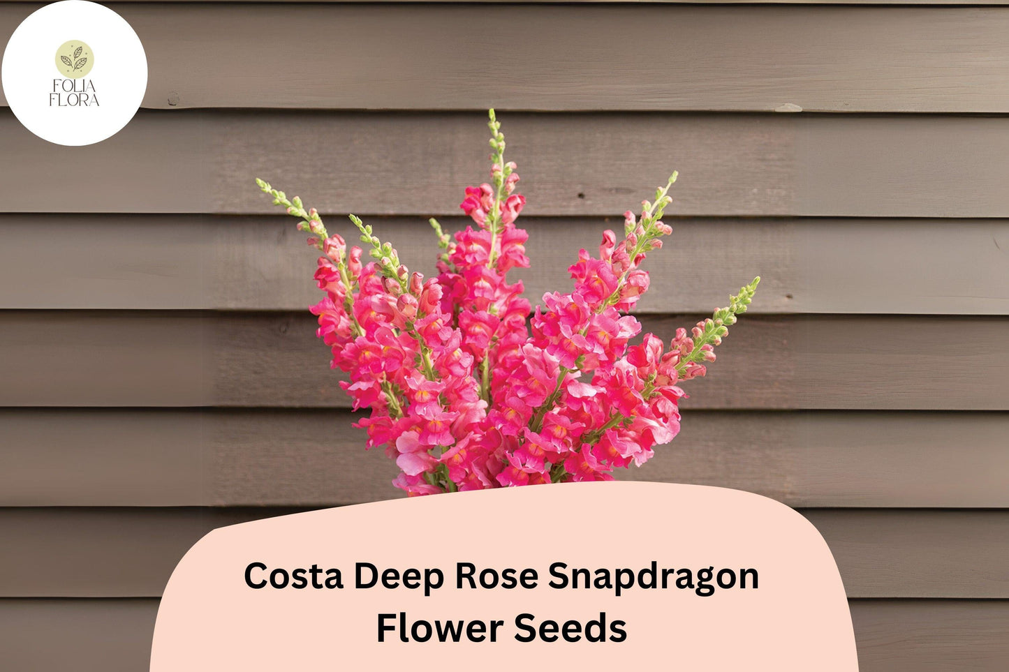 Costa Deep Rose Snapdragon Seeds | 1000+ Rich Pink Blooms | Antirrhinum majus | Tall, Pollinator-Friendly, Fragrant Annual