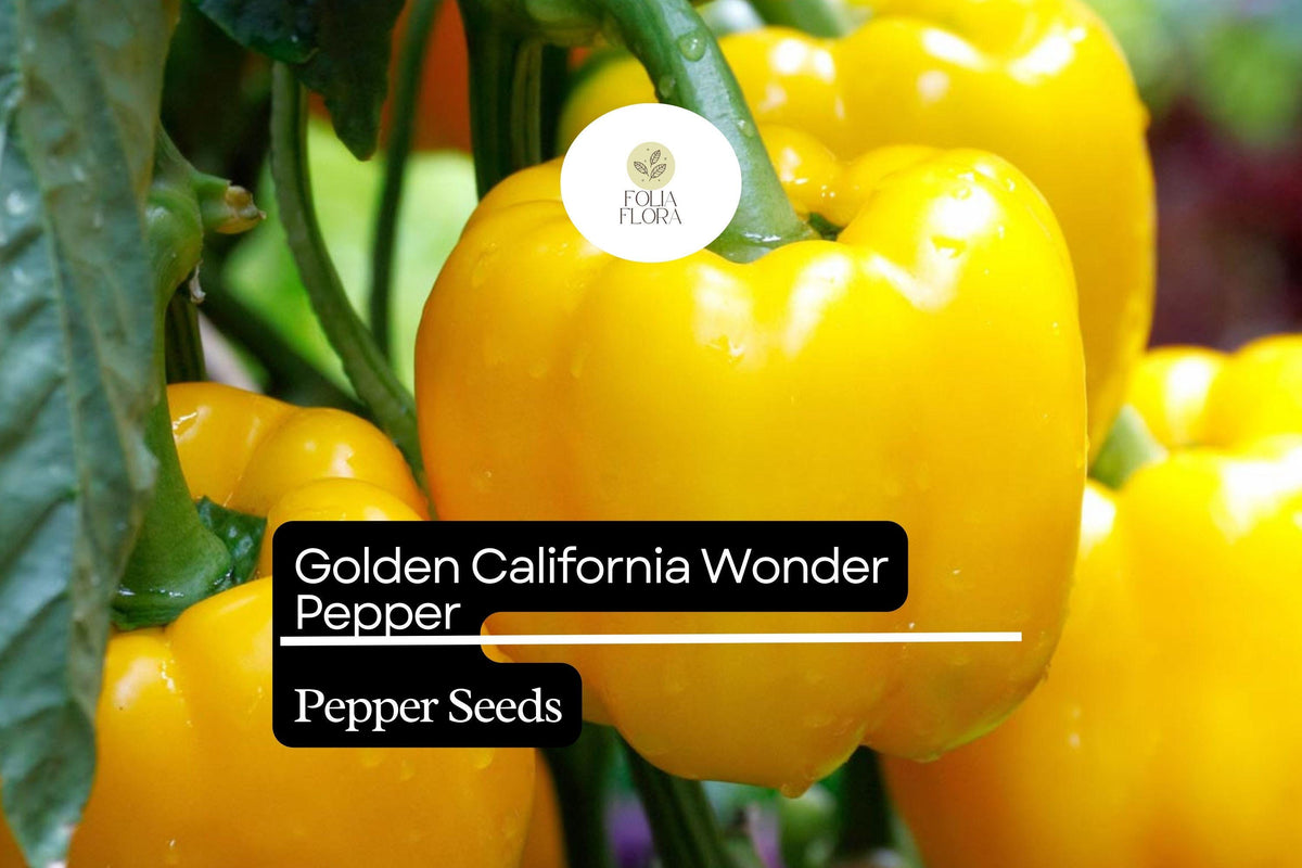 Golden California Wonder Pepper Seeds – Heirloom, Sweet & Crisp, High-Yielding, Capsicum annuum