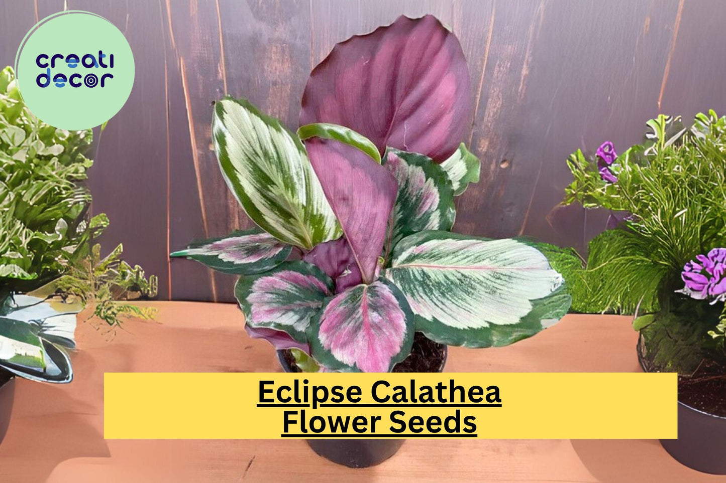 25+ Eclipse Calathea Seeds | Tropical Houseplant with Pink, Green & Purple Foliage | Ornamental Indoor Plant Seeds