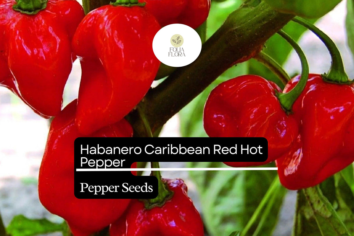 25 Caribbean Red Habanero Pepper Seeds – Capsicum chinense – Super Hot, Fruity Flavor, High-Yielding, Drought-Tolerant