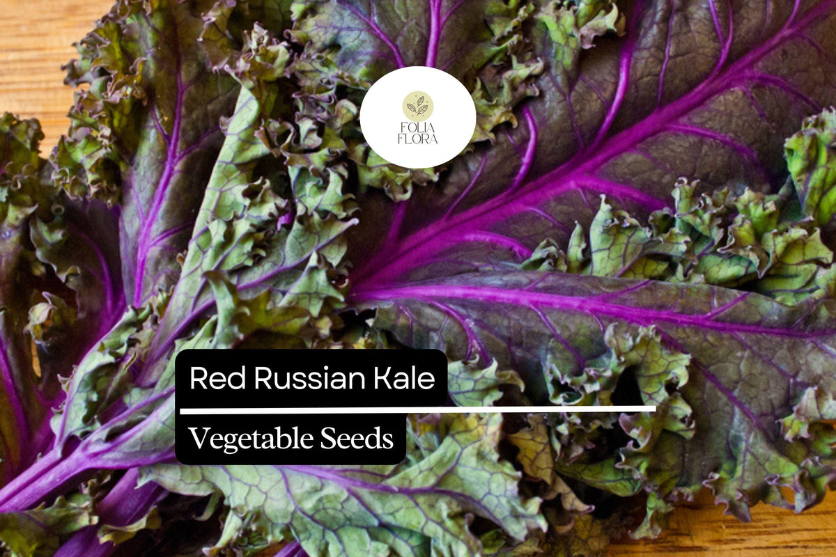 Red Russian Kale Seeds – Heirloom, Tender, Cold-Hardy, Fast-Growing Brassica napus