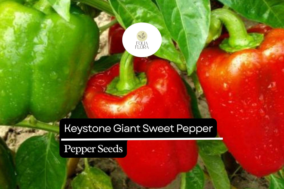 Keystone Giant Sweet Pepper Seeds – High-Yield, Thick-Walled, Non-GMO, Large 4-6 Inch Bell Peppers, Heirloom, for Stuffing & Salads