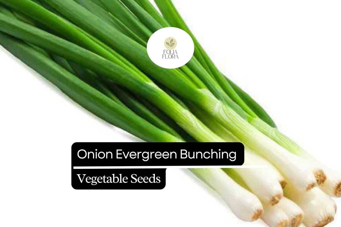 Evergreen Bunching Onion Seeds, Allium fistulosum, Heirloom, Non-GMO, Green Stalks, Continuous Harvest