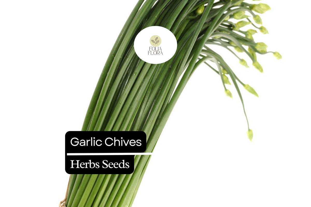 Garlic Chive Herb Seeds – Allium tuberosum, Non-GMO, Easy to Grow, Mild Garlic Flavor, Culinary Herb, Garden Seeds