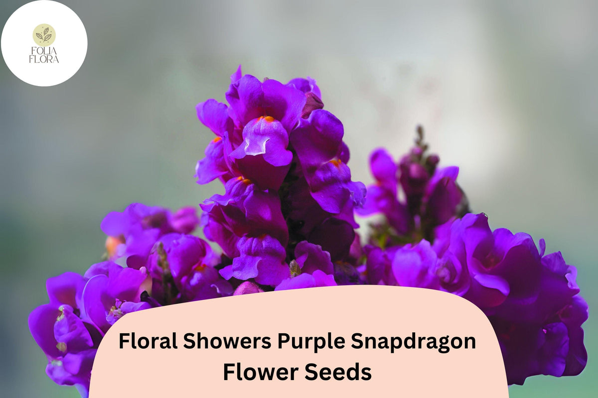 Purple Snapdragon Seeds | Dwarf Floral Showers Variety | Antirrhinum majus | 1000+ Seeds for Gardens, Containers & Borders