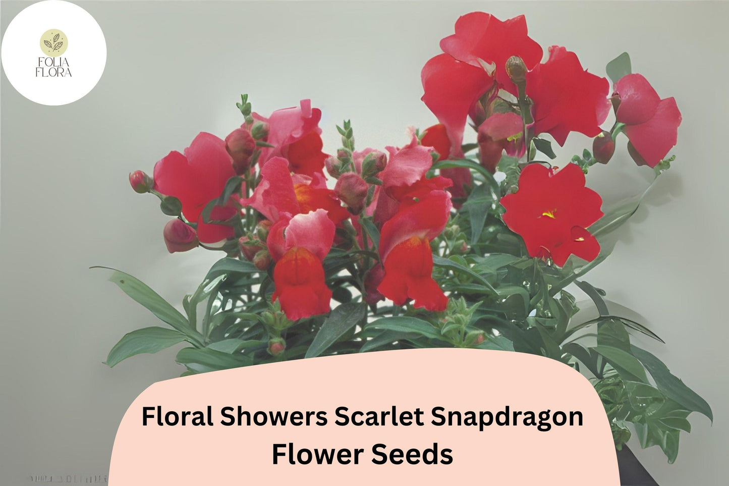 Scarlet Snapdragon Seeds | Dwarf Red Blooms | Antirrhinum majus | 1000+ Seeds for Garden & Containers