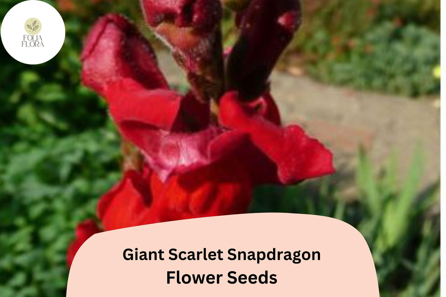 Giant Scarlet Snapdragon Seeds | Tall Vibrant Red Blooms | Antirrhinum majus | Pollinator-Friendly, Cut Flower, 1000+ Seeds
