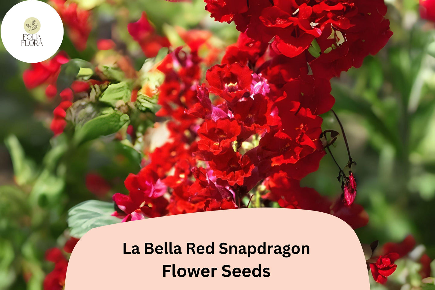 La Bella Red Snapdragon Seeds – 1000+ Vibrant Red Blooms, Pollinator-Friendly, Antirrhinum majus, Cool-Season Flower Seeds