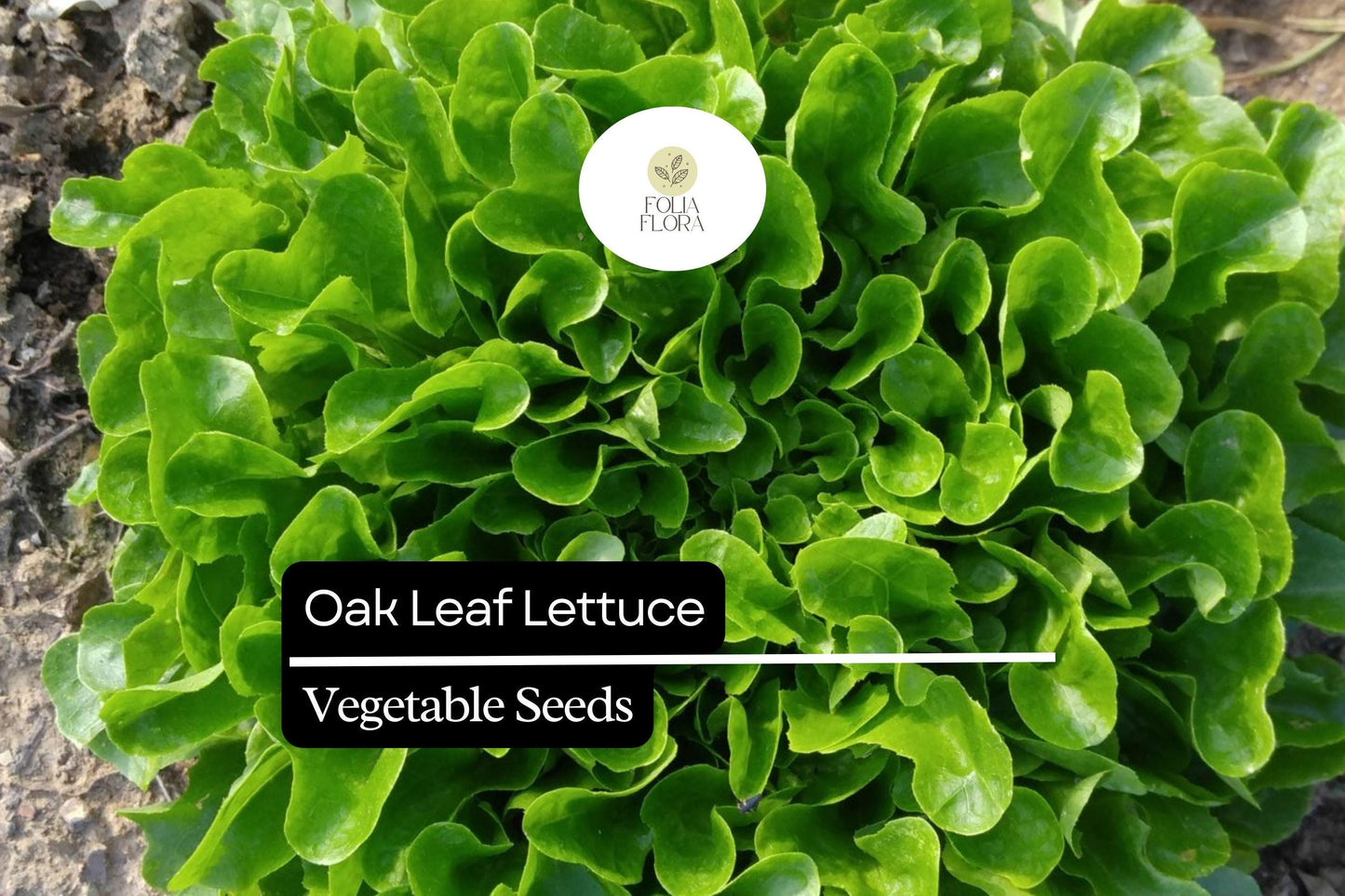 1000 Oak Leaf Lettuce Seeds – Heirloom, Non-GMO, Heat-Tolerant, Loose-Leaf Lactuca sativa for Salads & Greens