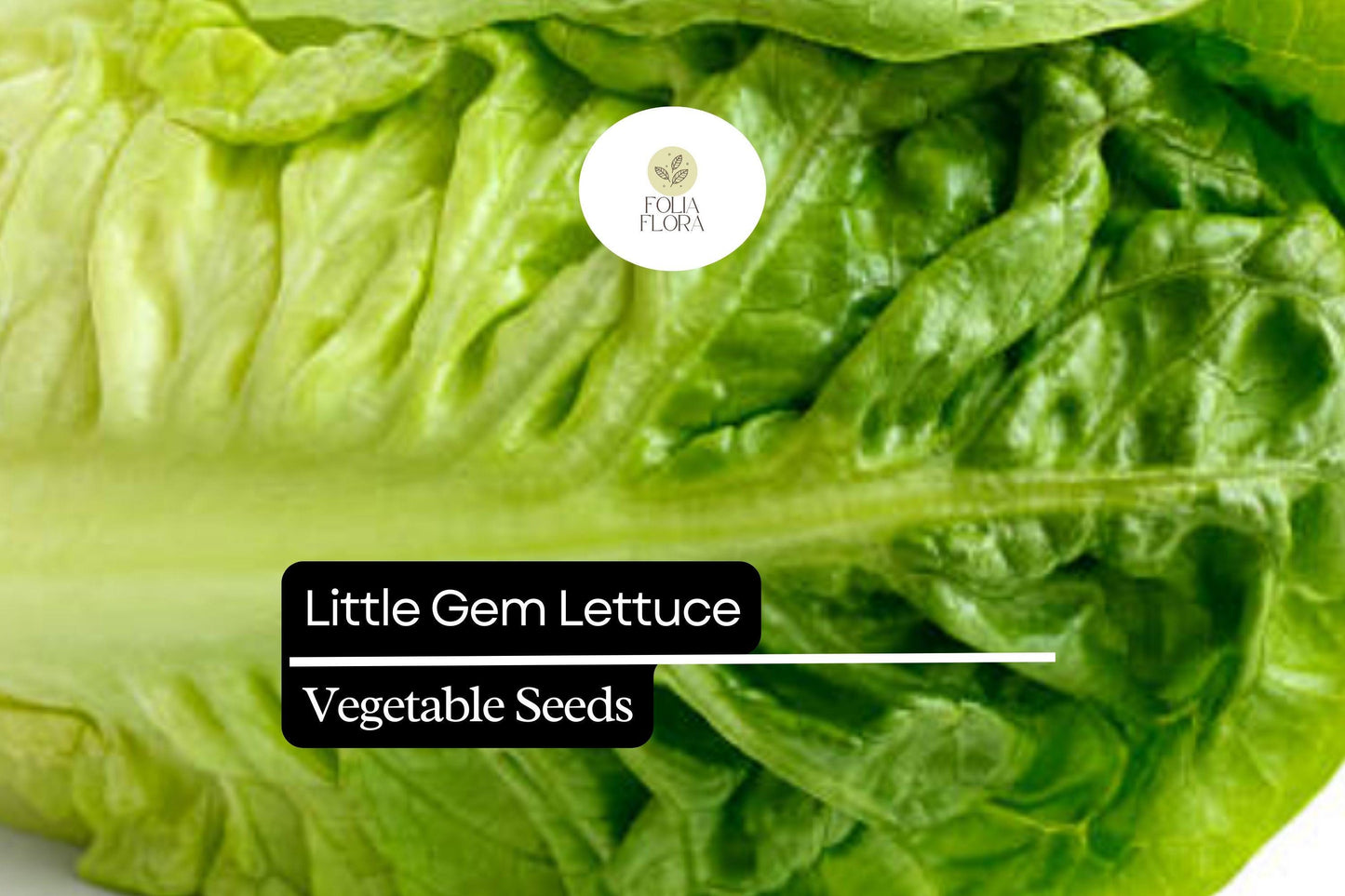 Little Gem Lettuce Seeds – Mini Romaine, Heirloom Non-GMO, Compact, Crisp, Sweet Flavor, Salad Greens, Lactuca sativa