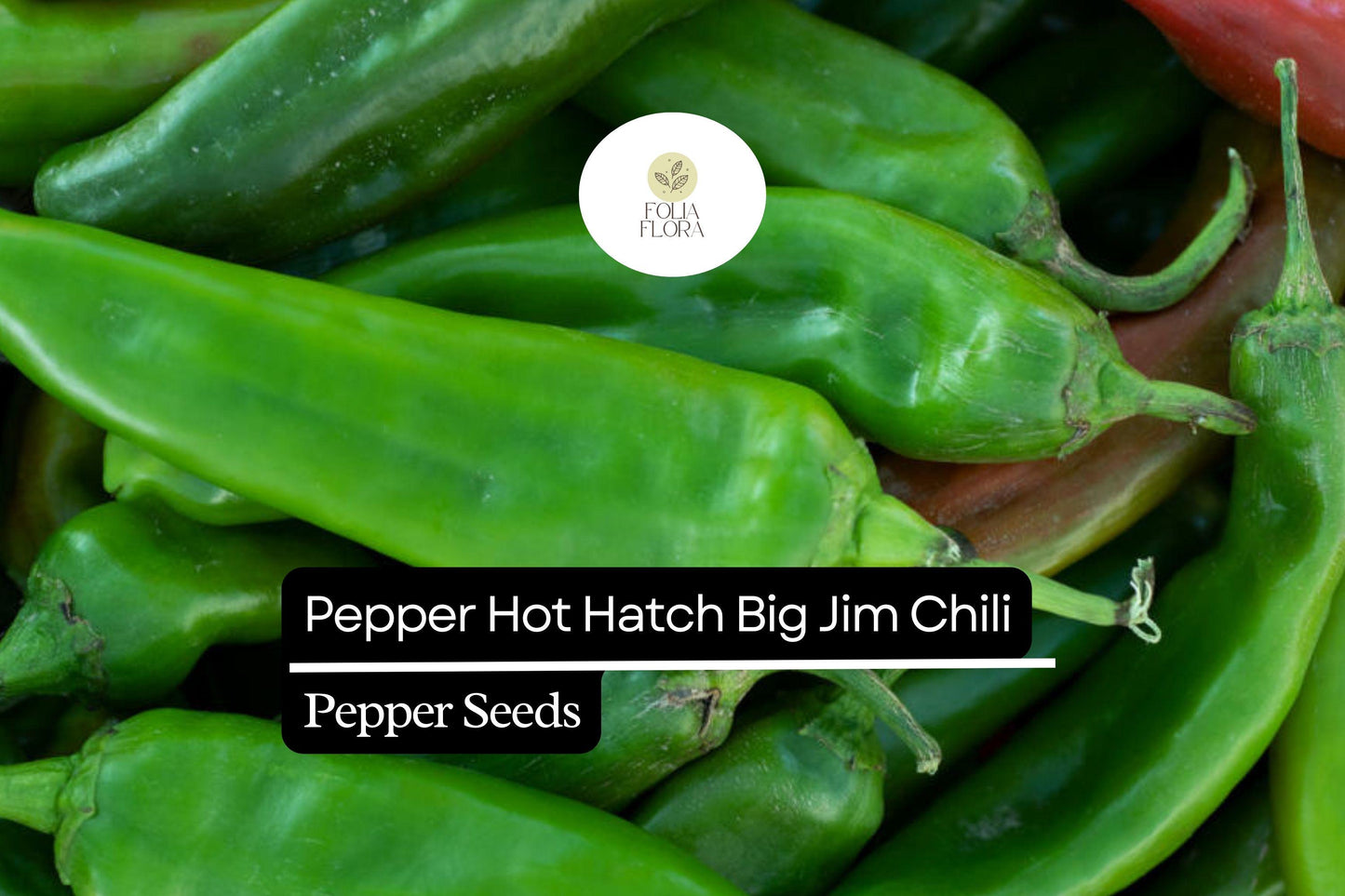 Hatch Big Jim Pepper Seeds – Heirloom Non-GMO Chili Seeds for Roasting, Stuffing, Grilling, Capsicum annuum