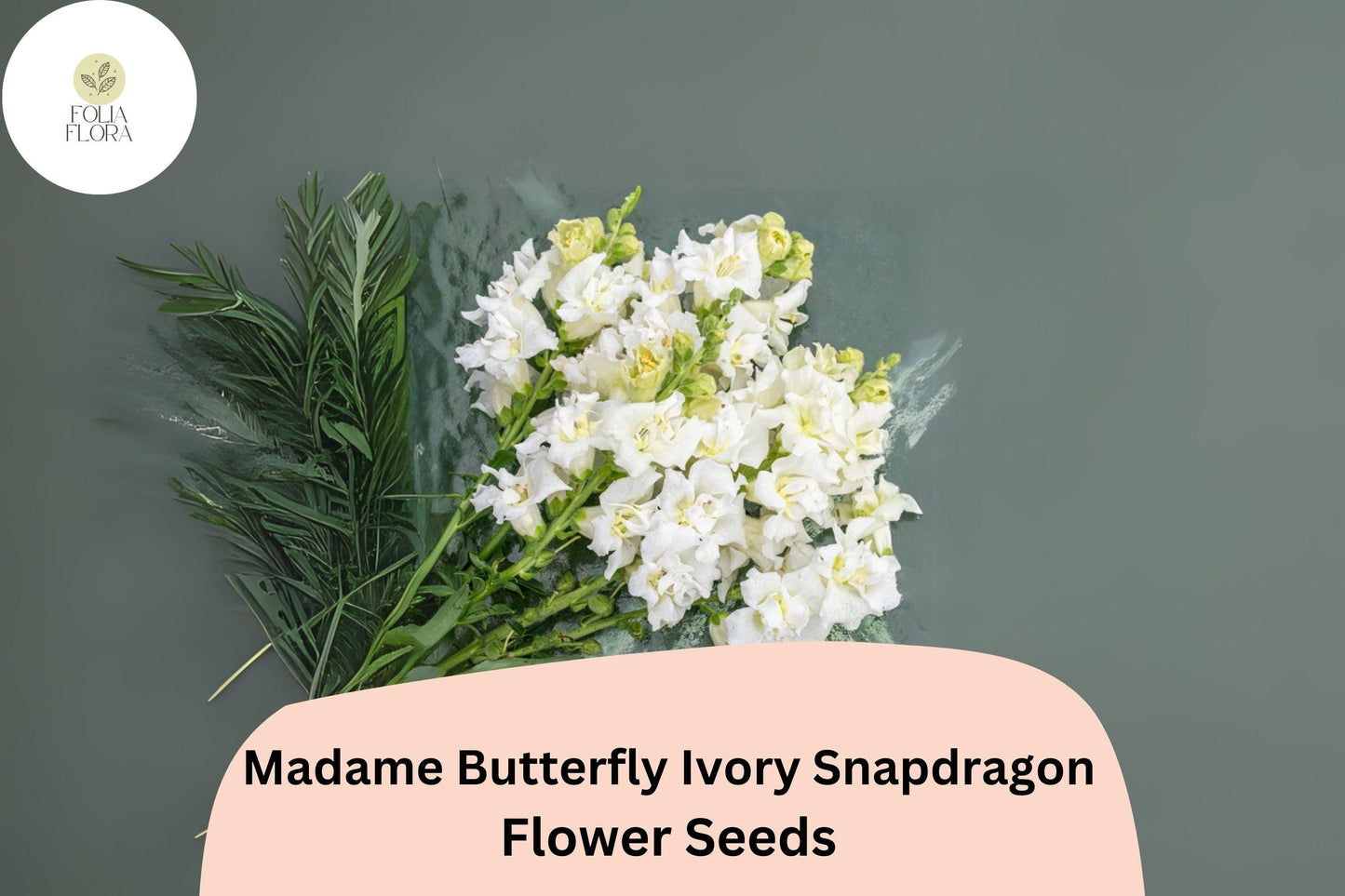 Antirrhinum majus Madame Butterfly Ivory Snapdragon Seeds – 1000+ Ruffled Double-Petaled Blooms for Garden & Cut Flowers