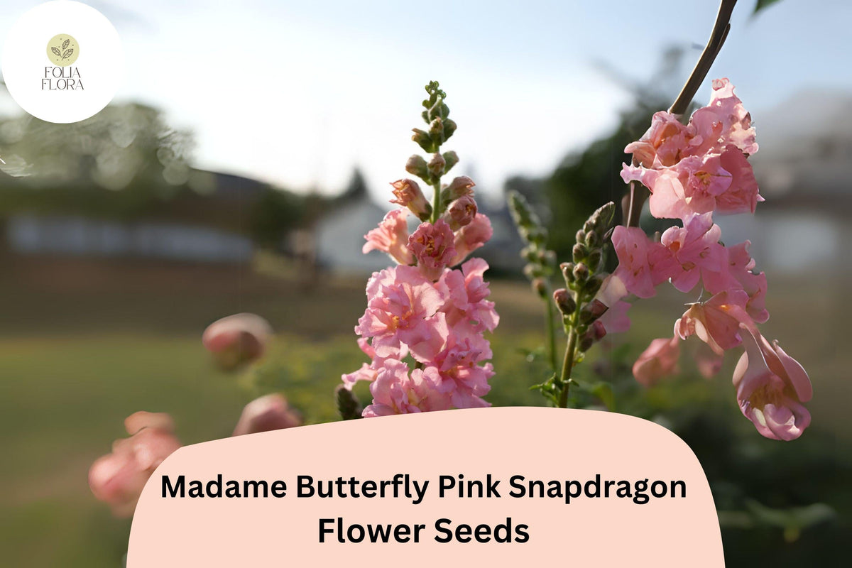 Antirrhinum majus Madame Butterfly Pink Snapdragon Seeds – 1000+ Ruffled Double-Petaled Blooms for Garden & Cut Flowers