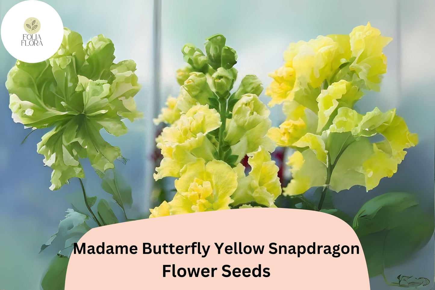Antirrhinum majus Madame Butterfly Yellow Snapdragon Seeds – 1000+ Ruffled Blooms, Pollinator-Friendly, Cut Flower, Bright Yellow