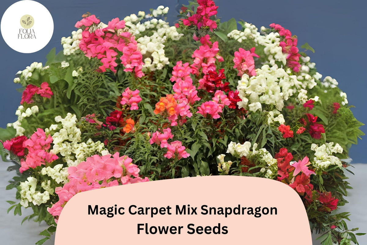 Antirrhinum majus Snapdragon Seeds – Magic Carpet Mix, Vibrant Double-Petaled Blooms, Pollinator-Friendly, 1000+ Seeds