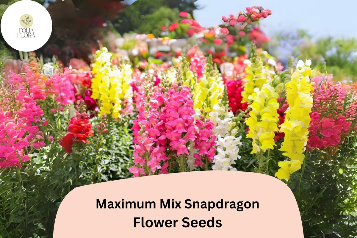 Antirrhinum majus Maximum Mix Snapdragon Seeds – Vibrant Double-Petaled Flowers for Garden & Cut Flowers