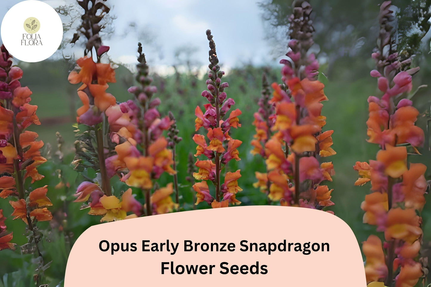 Bronze Snapdragon Seeds – Opus Early Copper Peach Flowers – Antirrhinum majus Pollinator-Friendly, Cut Flower, Garden Bedding