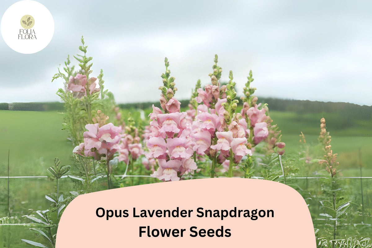 Antirrhinum majus Opus Lavender Snapdragon Seeds – 1000+ Soft Purple Blooms, Pollinator-Friendly, Cut Flower, Garden Plant