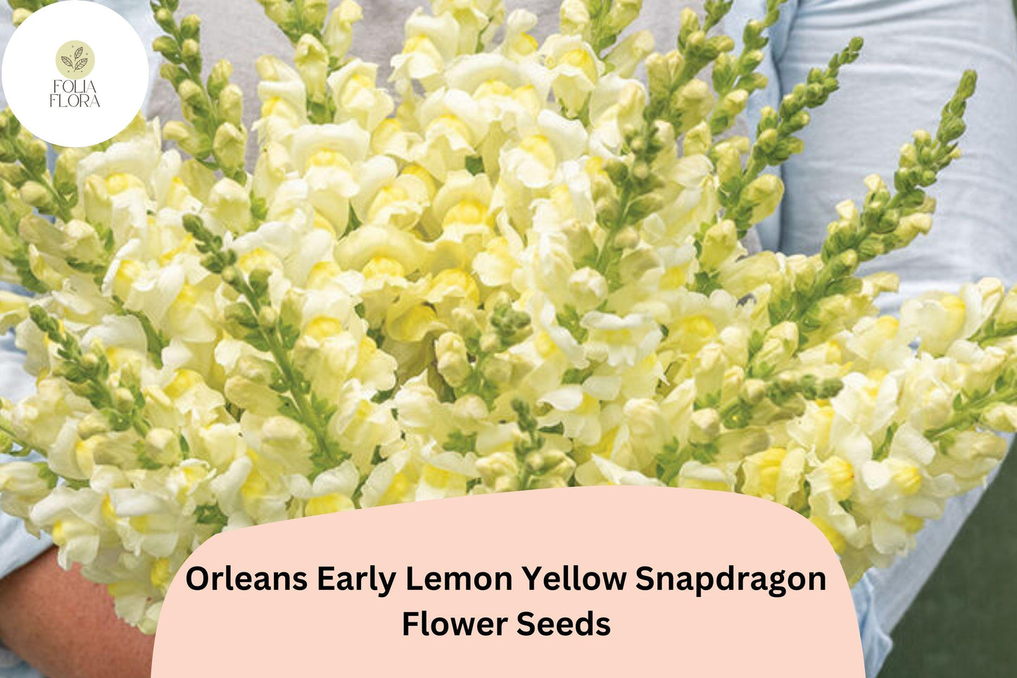 Orleans Early Lemon Yellow Snapdragon Seeds, Vibrant Non-GMO Antirrhinum majus, Pollinator-Friendly, Easy to Grow, Full Sun, 1000+ Seeds