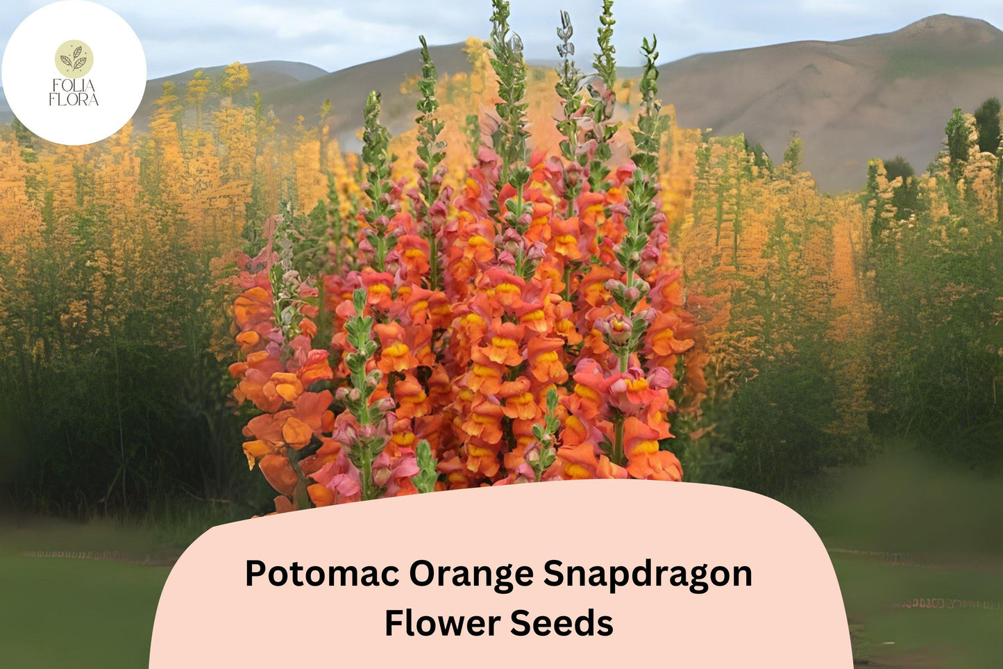 Antirrhinum majus Potomac Orange Snapdragon Seeds – Bright Tangerine-Orange Blooms for Garden & Cut Flowers