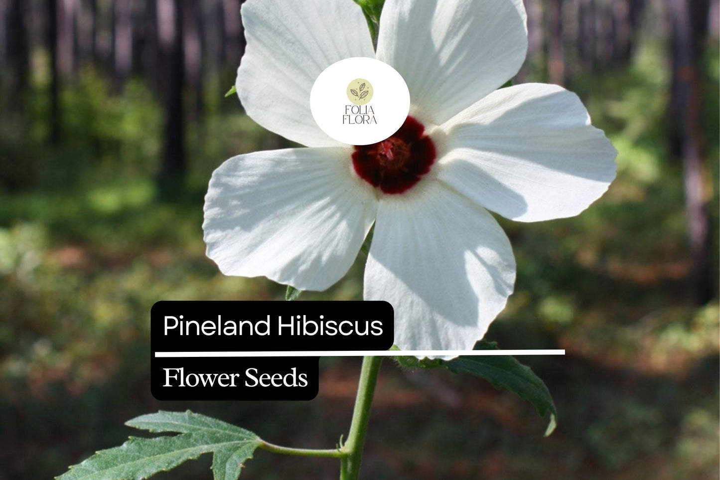 Pineland Hibiscus Seeds | Native Perennial, Yellow Wildflower, Pollinator-Friendly, Hibiscus aculeatus