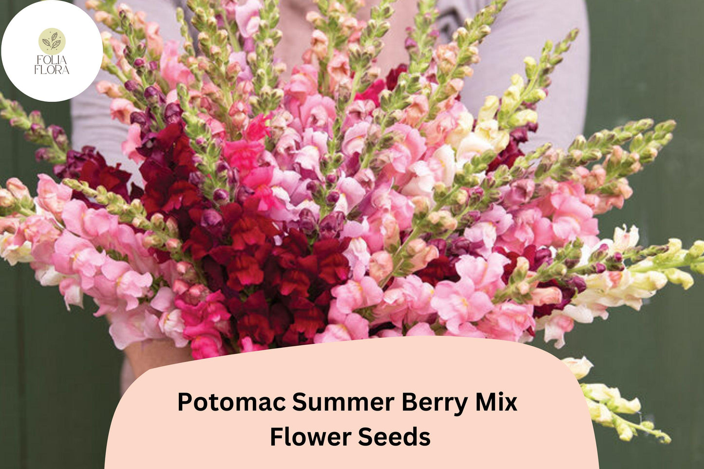 Potomac Snapdragon Seeds - Summer Berry Mix, Antirrhinum majus, 1000+ Seeds for Bright, Pollinator-Friendly Garden Displays
