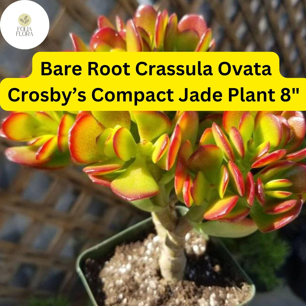 Dwarf Jade Plant | 8" Succulent | Crassula ovata ‘Crosby’s Compact’ | Indoor Houseplant, Bonsai, Gift