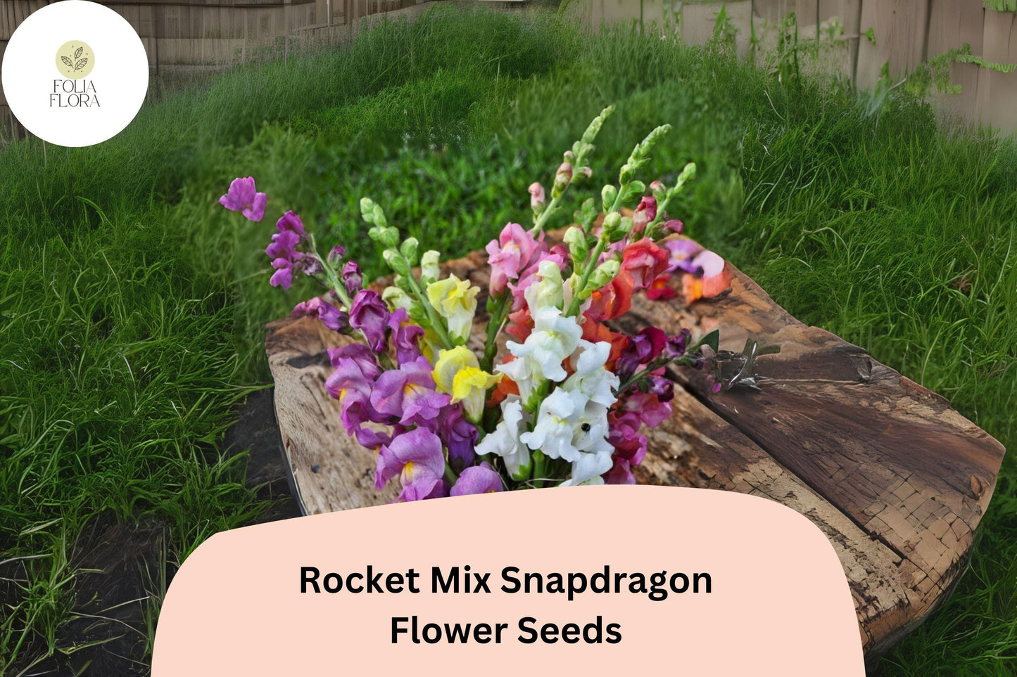 Antirrhinum majus Rocket Mix Snapdragon Seeds – Multicolor Flower Seeds for Vibrant Garden & Cut Flowers