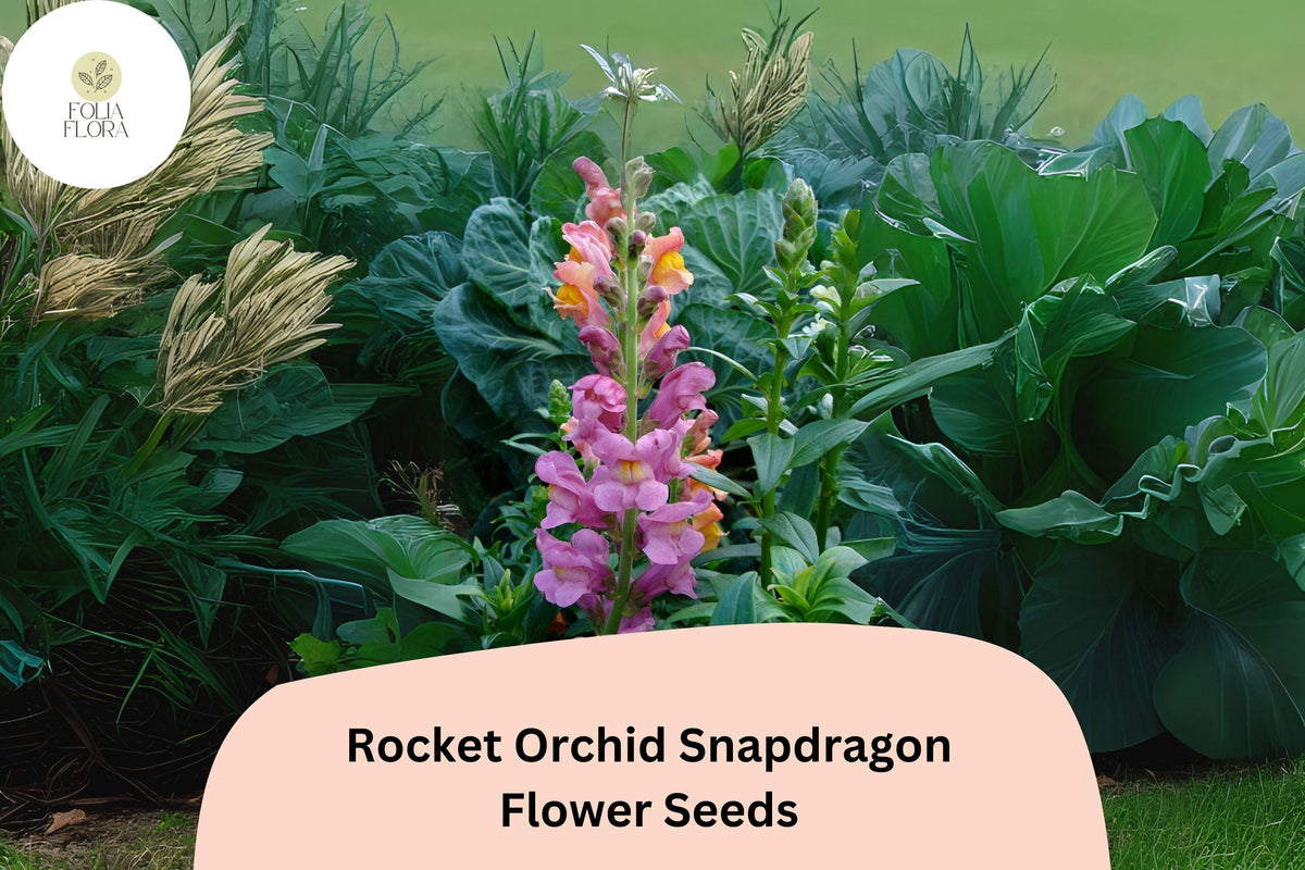 Antirrhinum majus Rocket Orchid Snapdragon Seeds – 1000+ Purple Blooms for Garden & Cut Flowers