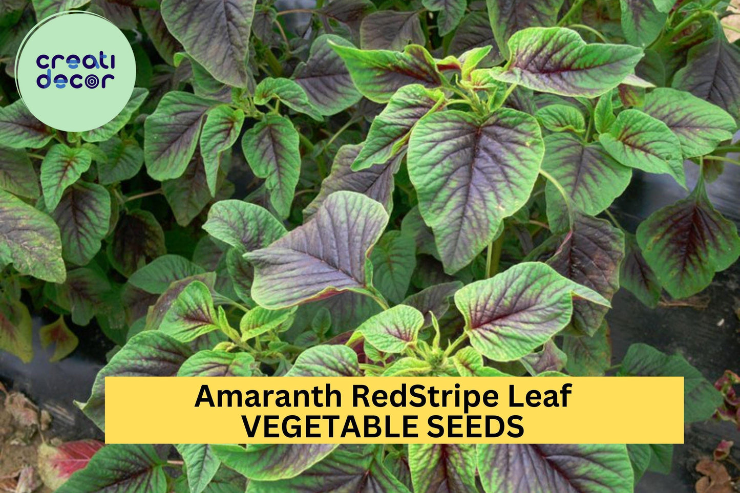 3Pcs 500mg Red Stripe Amaranth Seeds – Edible Tricolor Greens for Garden Beds, Pots, or Containers – Amaranthus tricolor