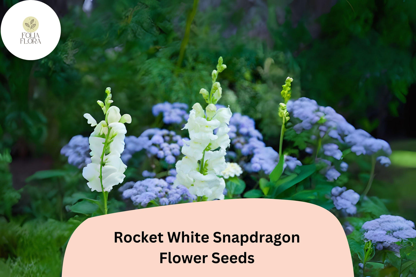 Antirrhinum majus Rocket White Snapdragon Seeds – 1000+ Pure White Ruffled Blooms for Garden & Cut Flowers