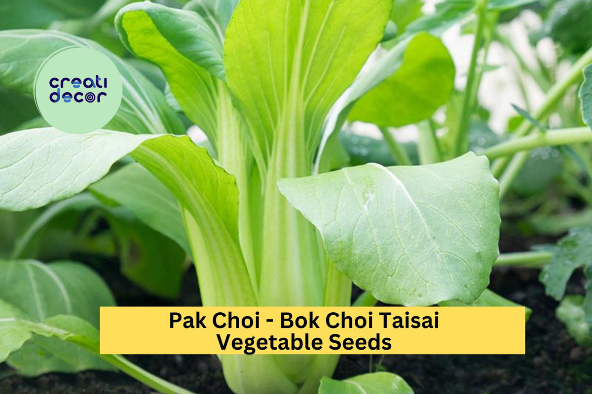 Bok Choi Taisai Seeds – 3 Pack, Asian Greens for Garden, Containers, Fast-Growing Brassica rapa subsp. chinensis