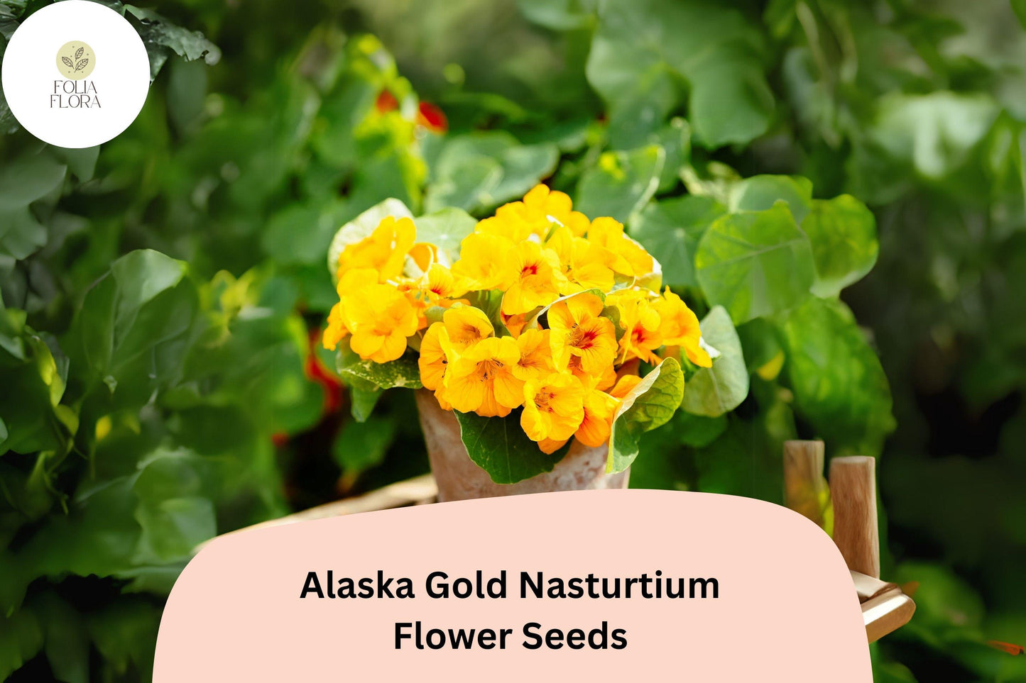 Alaska Gold Nasturtium Seeds – Edible Yellow Flowers & Variegated Foliage, Tropaeolum majus, Pollinator-Friendly, Drought-Tolerant