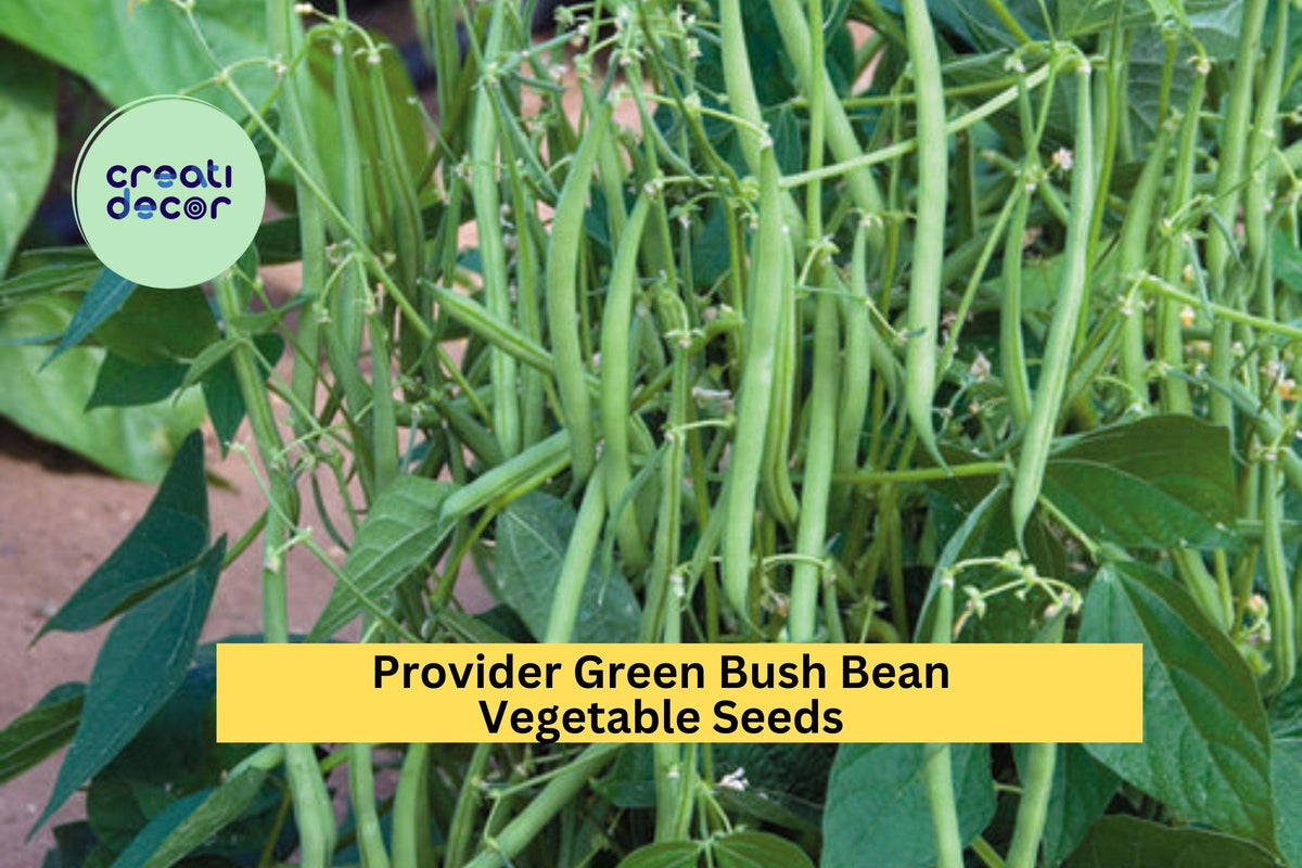 3pcs Provider Bush Bean Seeds – Heirloom Green Beans for Garden, Raised Beds, Containers – Phaseolus vulgaris
